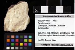 Foto (Objket + Etiketten) von Cyclothyreus sp. 